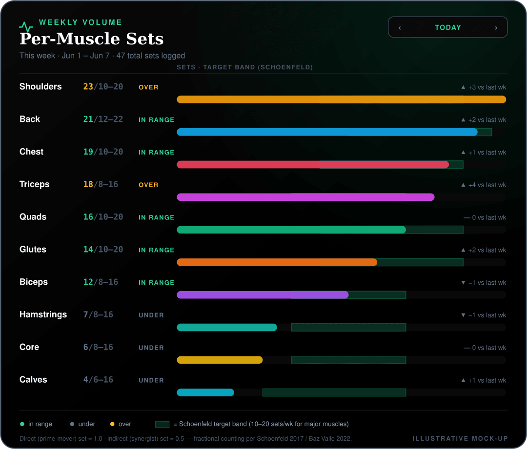 Mock-up of the Misi weekly per-muscle sets tile showing ten muscle groups with their weekly working-set totals against Schoenfeld target bands: shoulders 23 and triceps 18 are over their bands, chest, back, quads, glutes and biceps are in range, and hamstrings 7, core 6 and calves 4 are under their bands.